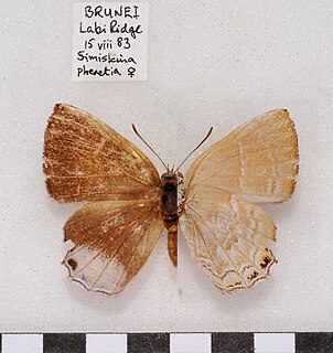 <i>Simiskina pheretia</i> Species of butterfly