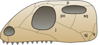 Skull euryapsida 1.png