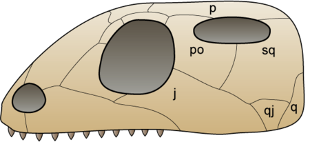 ไฟล์:Skull euryapsida 1.png