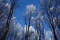 * Nomination Winter in the Slanské vrchy, view of frozen tree crowns on blue sky background --Milan Bališin 21:11, 11 January 2018 (UTC) * Promotion Good quality. --Ermell 21:35, 11 January 2018 (UTC)