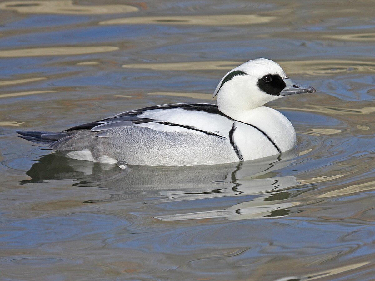 Smew RWD1.jpg