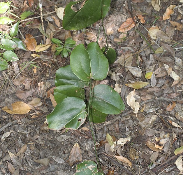 File:Smilax calophylla.jpg