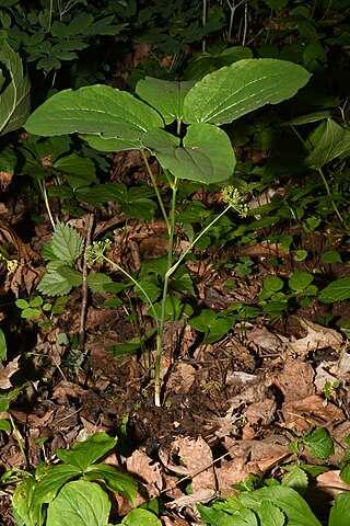<i>Smilax hugeri</i> Species of flowering plant