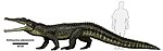 Smilosuchus adamanensis.jpg