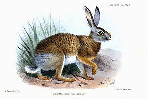 Tibetan woolen bunny, illustration by Joseph Smit (1836–1929)