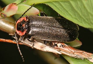 <i>Atalantycha neglecta</i> Species of beetle