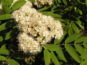 Sorbus aucuparia