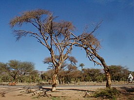 Общий вид растения, Марокко