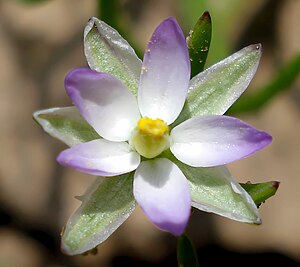 Salt kylling (Spergularia marina)