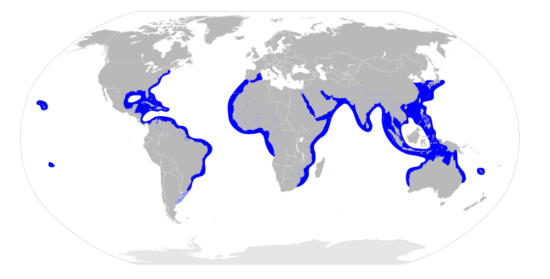 File:Sphyrna lewini distribution map.svg