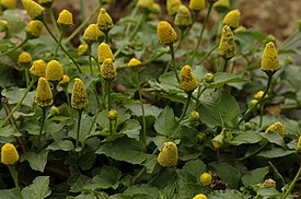 Акмелла огородная (Acmella oleracea), общий вид цветущих растений