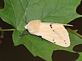 Spilosoma lutea (Hufnagel, 1766)