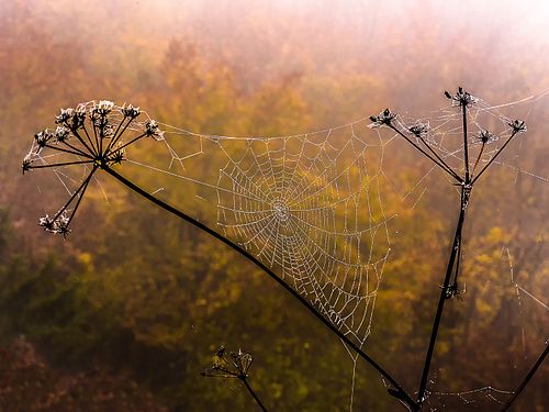 Cobweb in Franconian Switzerland