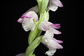 Spiranthes sinensis