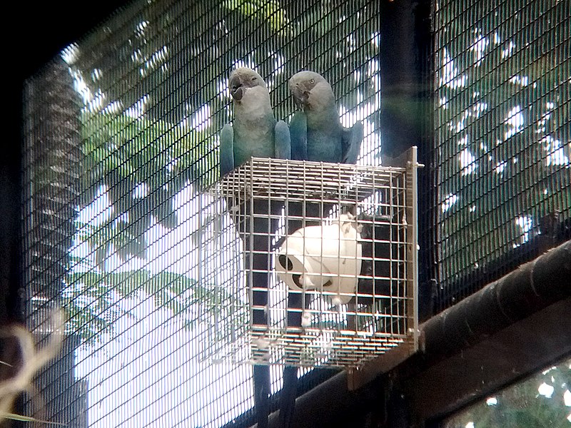 File:Spix's Macaw (Cyanopsitta spixii) at Jurong Bird Park in Singapore.jpg