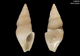 <i>Splendrillia globosa</i> Species of gastropod