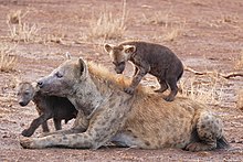 Il dominio delle femmine di iena: di cosa si tratta? - My Animals