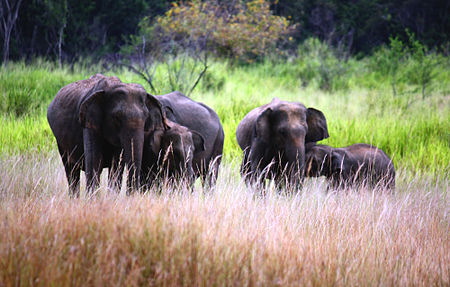 Sri Lanka Elephants.JPG