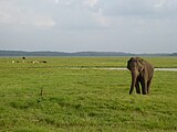 Éléphant sri-lankais.Category:ElephantsCategory:Unidentified Elephantidae