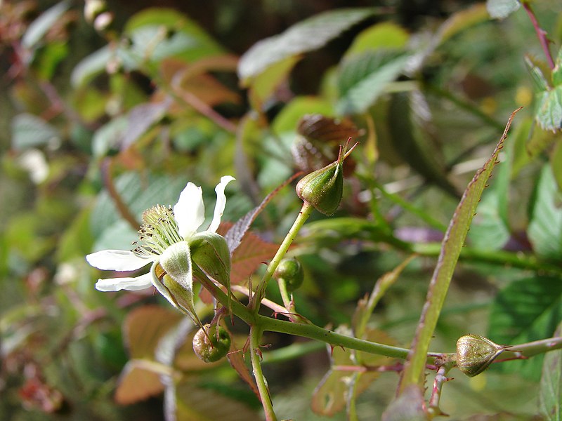 File:Starr-090513-7569-Rubus glaucus-flower-Polipoli-Maui (24324152204).jpg