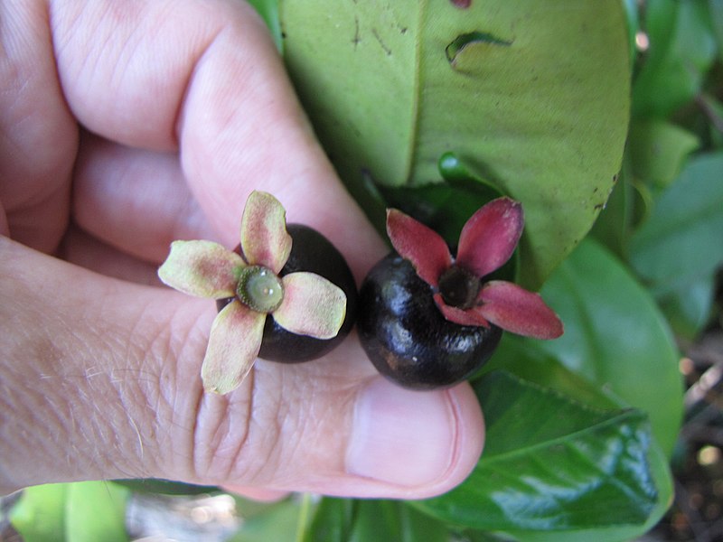 File:Starr-090616-0760-Eugenia brasiliensis-leaves and fruit-Haiku-Maui (24333973414).jpg