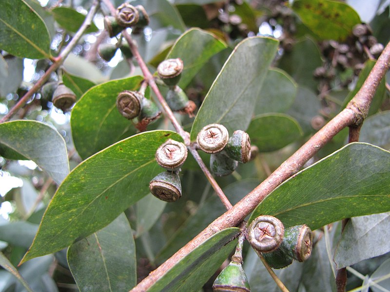 File:Starr-110609-6071-Eucalyptus cinerea-leaves and capsules-Shibuya Farm Kula-Maui (24465969794).jpg