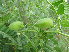 Chick Peas (Cicer arietinum)