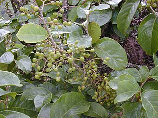 <i>Antidesma platyphyllum</i> Species of tree