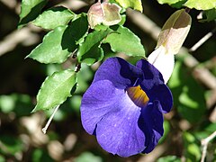 Starr 071024-9994 Thunbergia erecta.jpg