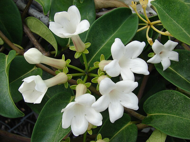 File:Starr 080530-4657 Marsdenia floribunda.jpg