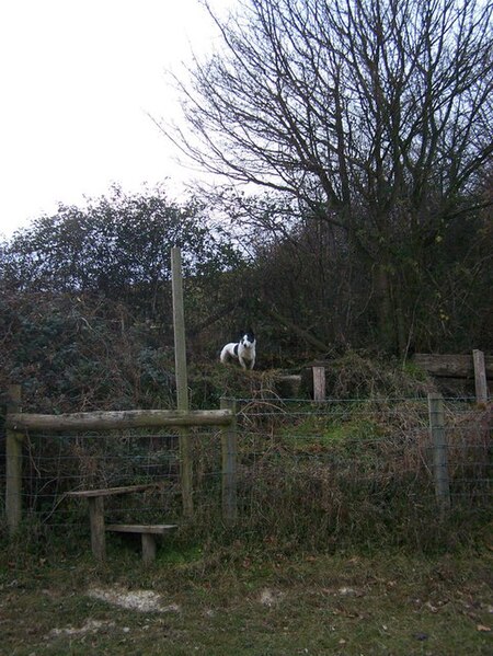 File:Stile up to North Downs Way - geograph.org.uk - 1080424.jpg