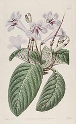 Thumbnail for Streptocarpus rexii