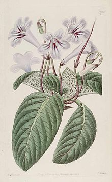 Streptocarpus rexii01.jpg