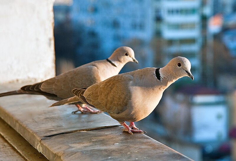 File:Streptopelia decaocto -balcony -two-8.jpg