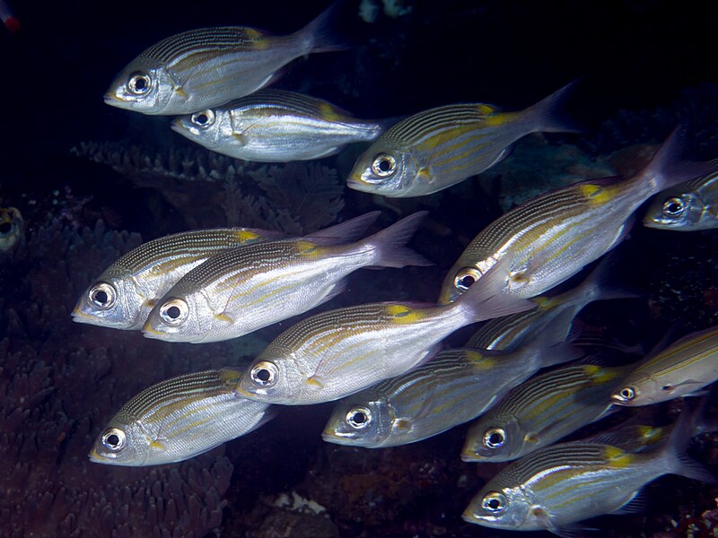 File:Striped large eye-bream (Gnathodentex aureolineatus).jpg