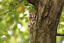 Tawny owl hiding on a tree Strix aluco, Neuss - 0132.jpg