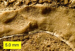 Side view of a stromatoporoid showing laminae and pillars; Columbus Limestone (Devonian) of Ohio.