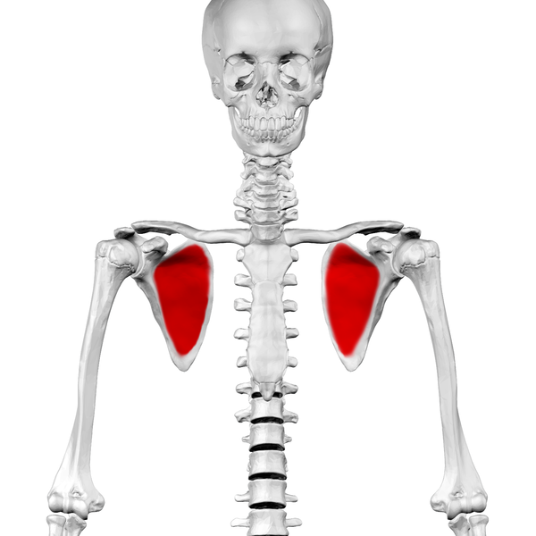 File:Subscapular fossa03.png