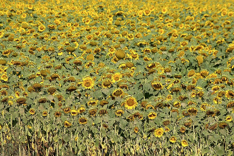 File:Sunflowers IMGP0878P.jpg