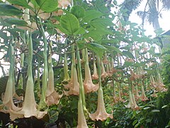 Flores de Brugmansia