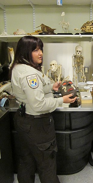 File:Supervisory Wildlife Inspector Leilani Sanchez holds a mask that was used to conceal ivory. Credit-Catherine J. Hibbard-USFWS (16147294200).jpg