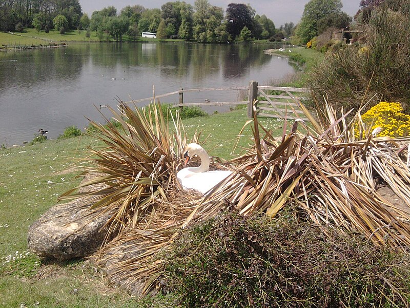 File:Swan Leeds castle.jpg