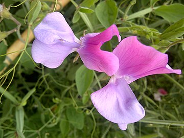 Sweet Pea-6.jpg