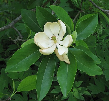 Magnolia virginiana