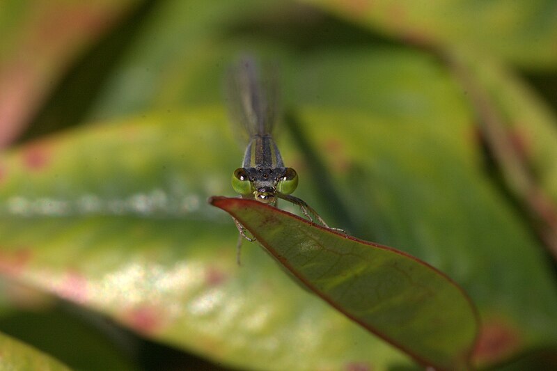 File:Sydney dragonfly Victoria Park pond 14.jpg