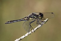 Sympetrum danae 1(loz).jpg