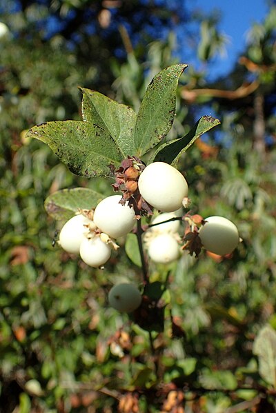 File:Symphoricarpos rivularis kz2.jpg