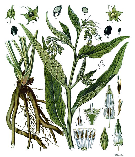 File:Symphytum officinale - Köhler–s Medizinal-Pflanzen-268.jpg