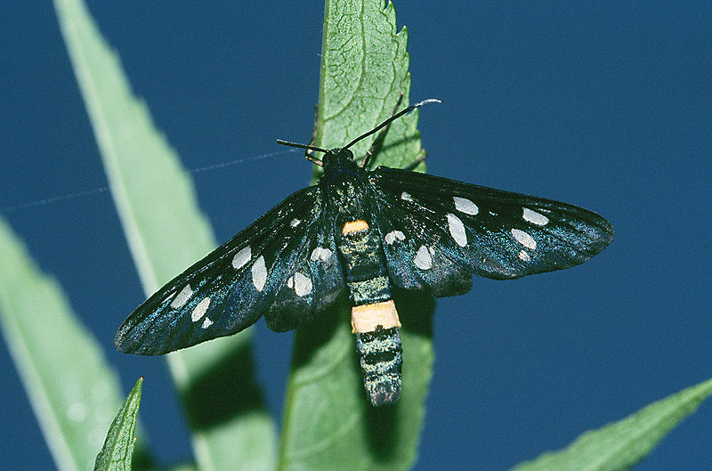 File:Syntomis.phegea.2001.12.09.jpg