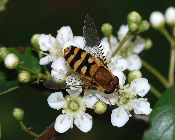 Blomfluga.